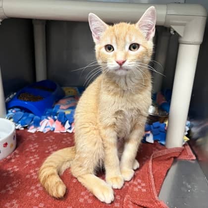Calista - Domestic Shorthair/Mix cat available for adoption at Kingston Humane Society in Kingston