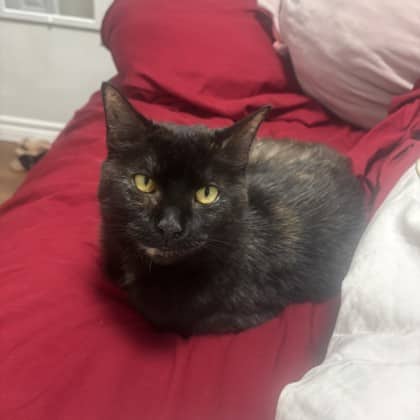 Scarlett - Domestic Shorthair/Mix available for adoption