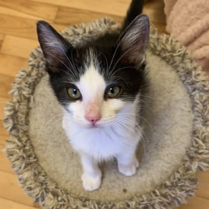 Loki - Domestic Shorthair/Mix cat available for adoption at Kingston Humane Society in Kingston