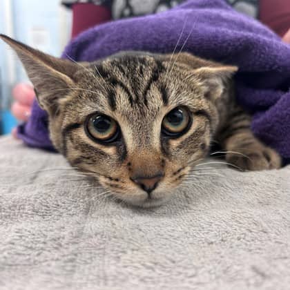 Caramel Popcorn - Domestic Shorthair/Mix cat available for adoption at Kingston Humane Society in Kingston