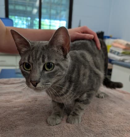 Chardonnay - Domestic Shorthair/Mix cat available for adoption at Kingston Humane Society in Kingston