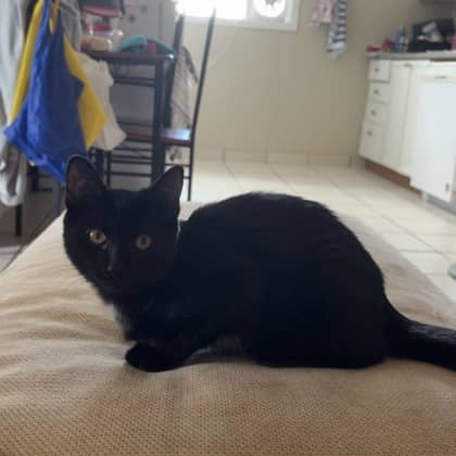 Daisy - Domestic Shorthair/Mix available for adoption