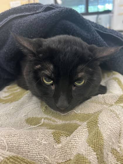 Broccoli - Domestic Shorthair/Mix cat available for adoption in Calgary