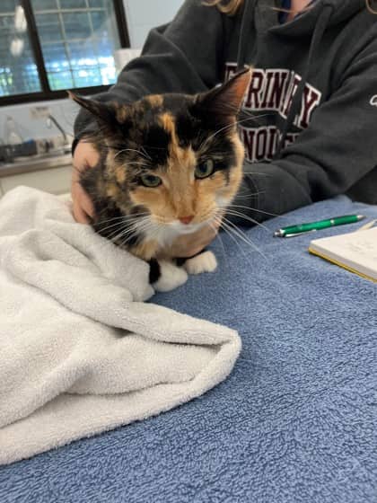 Minnie - Domestic Shorthair/Mix cat available for adoption at Kingston Humane Society in Kingston
