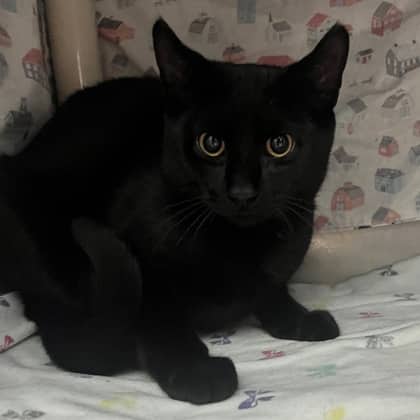Webster - Domestic Shorthair/Mix cat available for adoption at Kingston Humane Society in Kingston