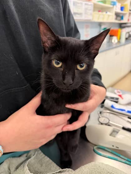 Libra - Domestic Shorthair/Mix cat available for adoption at Kingston Humane Society in Kingston