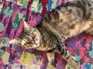 Orzo - Domestic Shorthair/Mix available for adoption