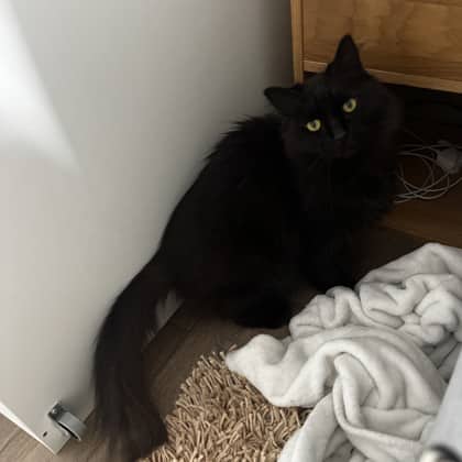 Luna - Domestic Longhair/Mix available for adoption