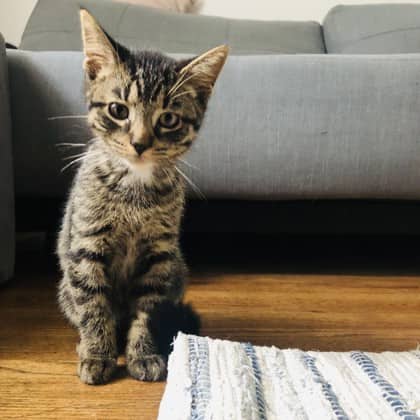 Richard - Domestic Shorthair/Mix available for adoption