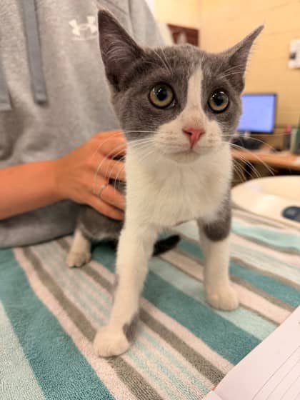 Birch - Domestic Shorthair/Mix cat available for adoption at Kingston Humane Society in Kingston