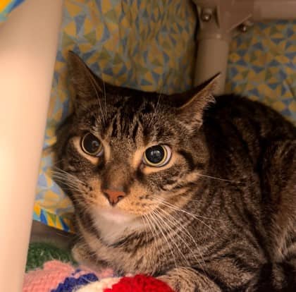 Kilo - Domestic Shorthair/Mix cat available for adoption at Kingston Humane Society in Kingston