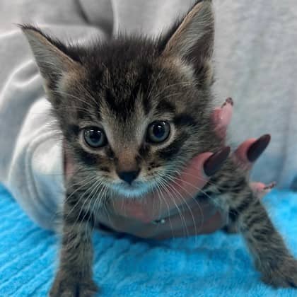 Bacon - Domestic Shorthair/Mix cat available for adoption at Kingston Humane Society in Kingston