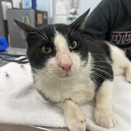 Juju - Domestic Shorthair/Mix cat available for adoption at Kingston Humane Society in Kingston