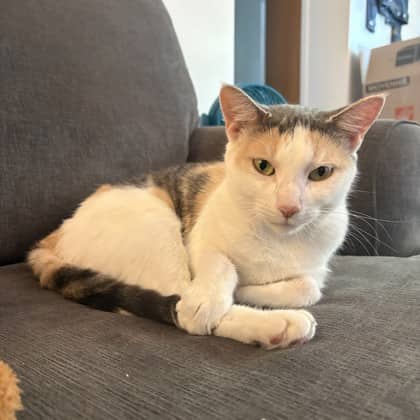 Callie - Domestic Shorthair/Mix cat available for adoption at Kingston Humane Society in Kingston