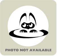Angel - Domestic Shorthair/Mix cat cat available for adoption at Calgary Humane Society in Calgary