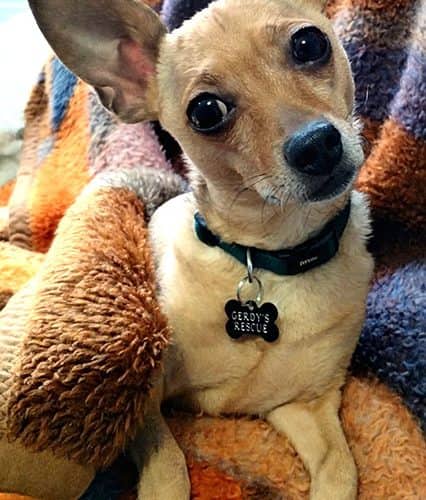 Tim - Chihuahua available for adoption in Calgary