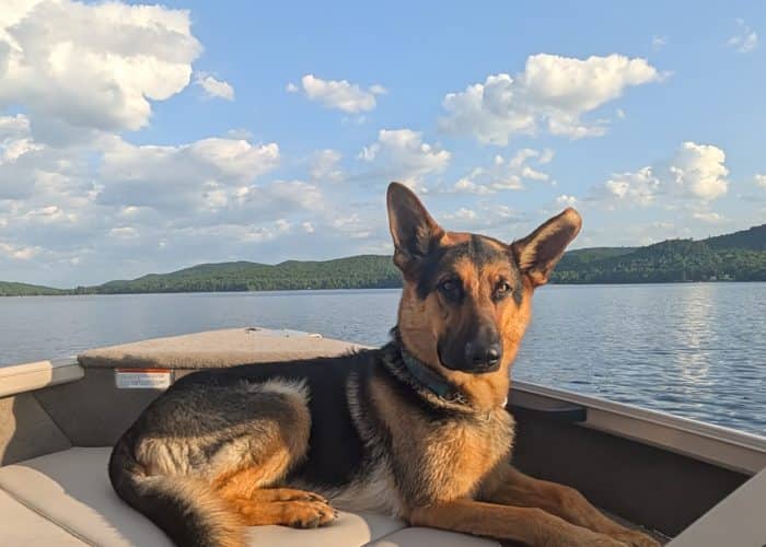Kelly - German Shepherd available for adoption in Calgary