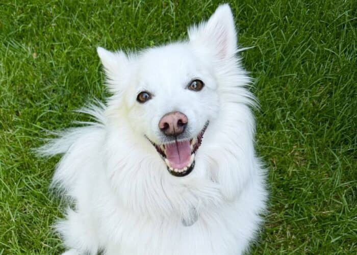 Bernie - Mixed Breed available for adoption in Calgary