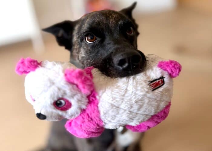 Spyro - Australian Shepherd Mix available for adoption in Quebec