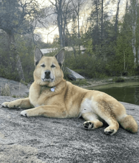Jasper - Husky Mix available for adoption in Calgary