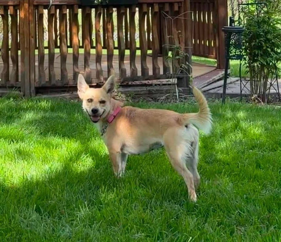 Nala - Chihuahua X available for adoption