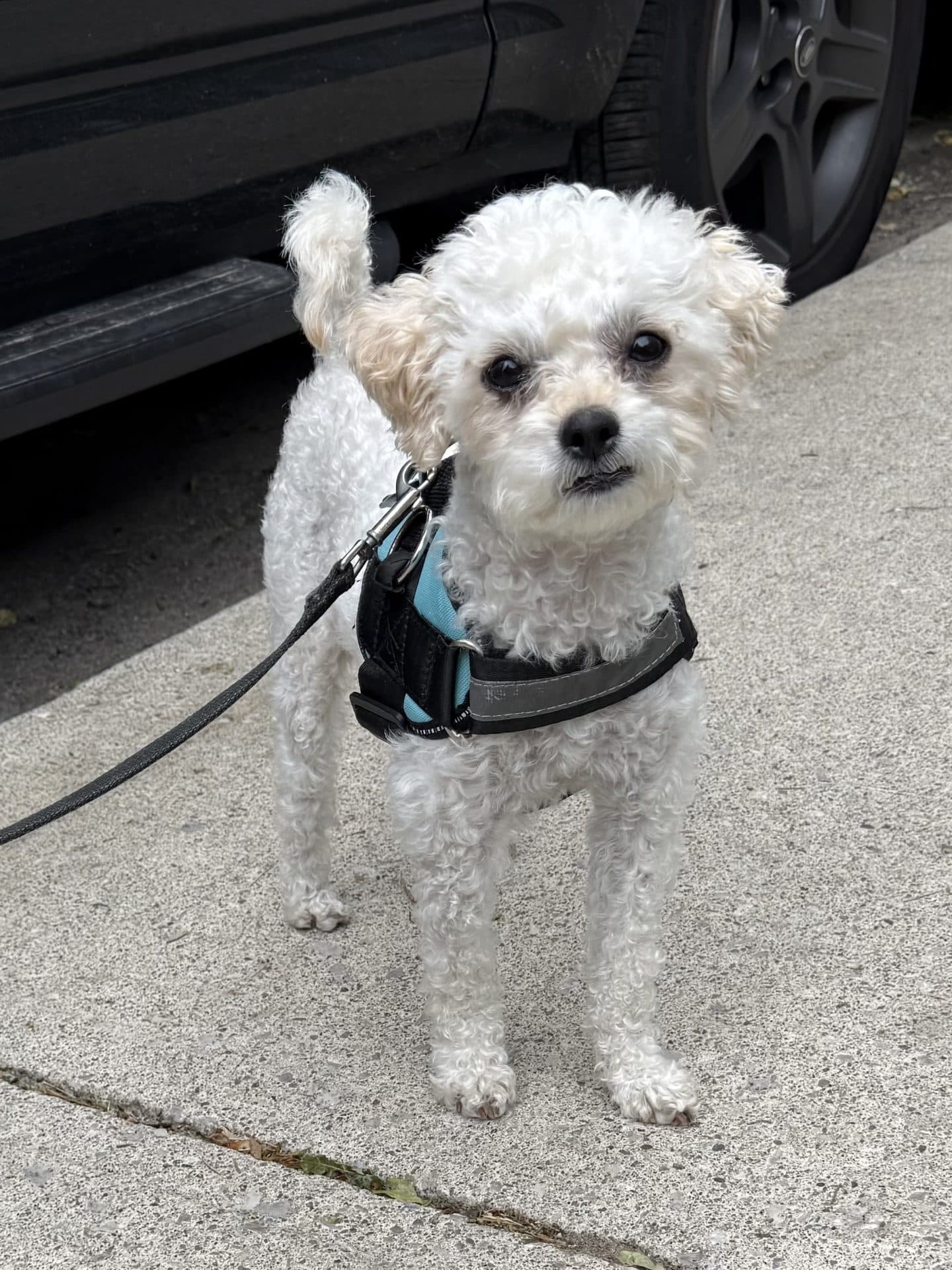 Bingo - Maltese/Havanese mix available for adoption in Calgary