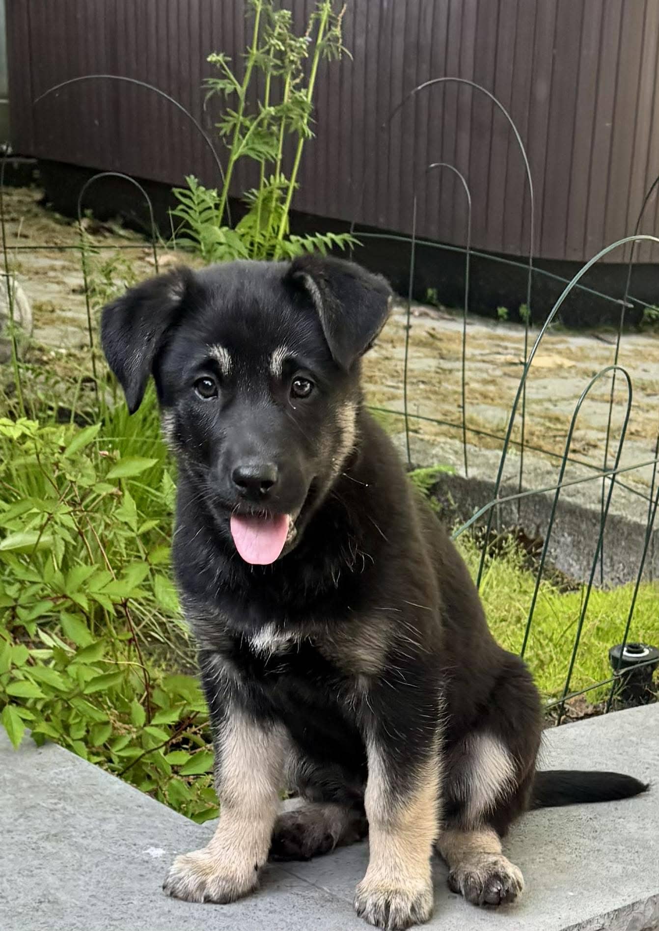 Bean - GSD/Husky Mix available for adoption
