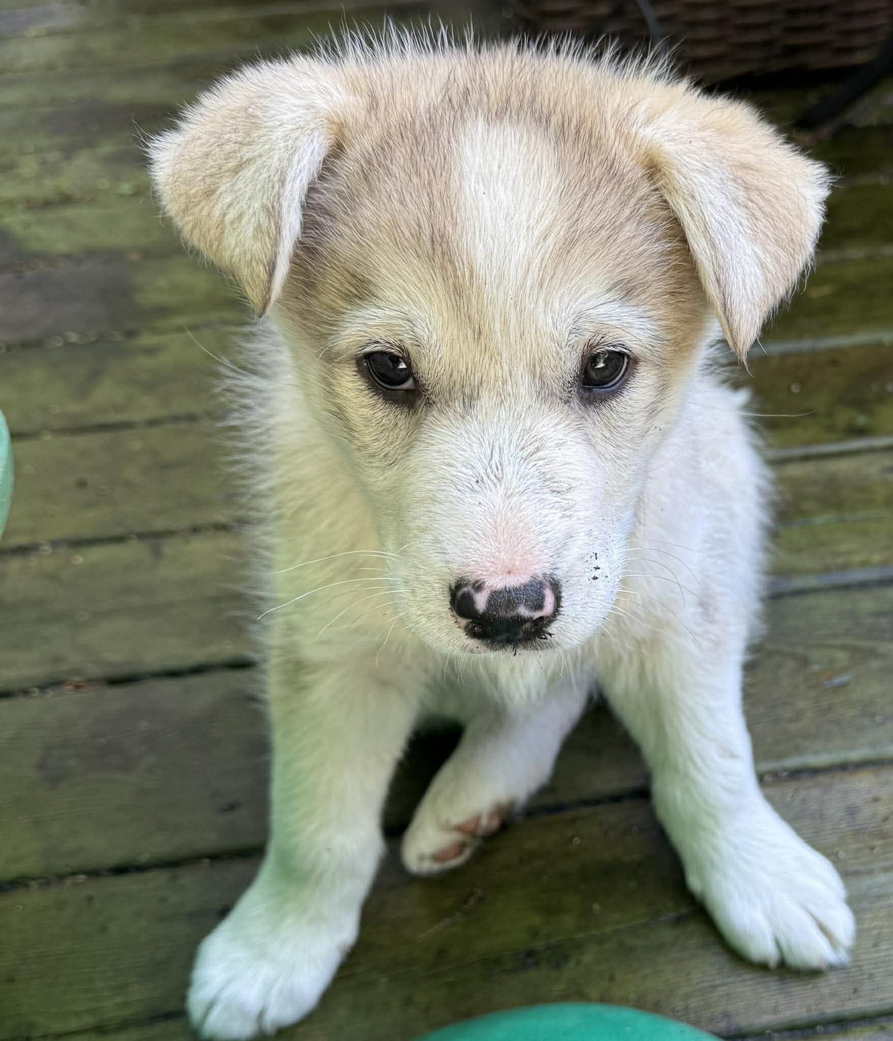Stella - GSD/Husky Mix available for adoption in Calgary