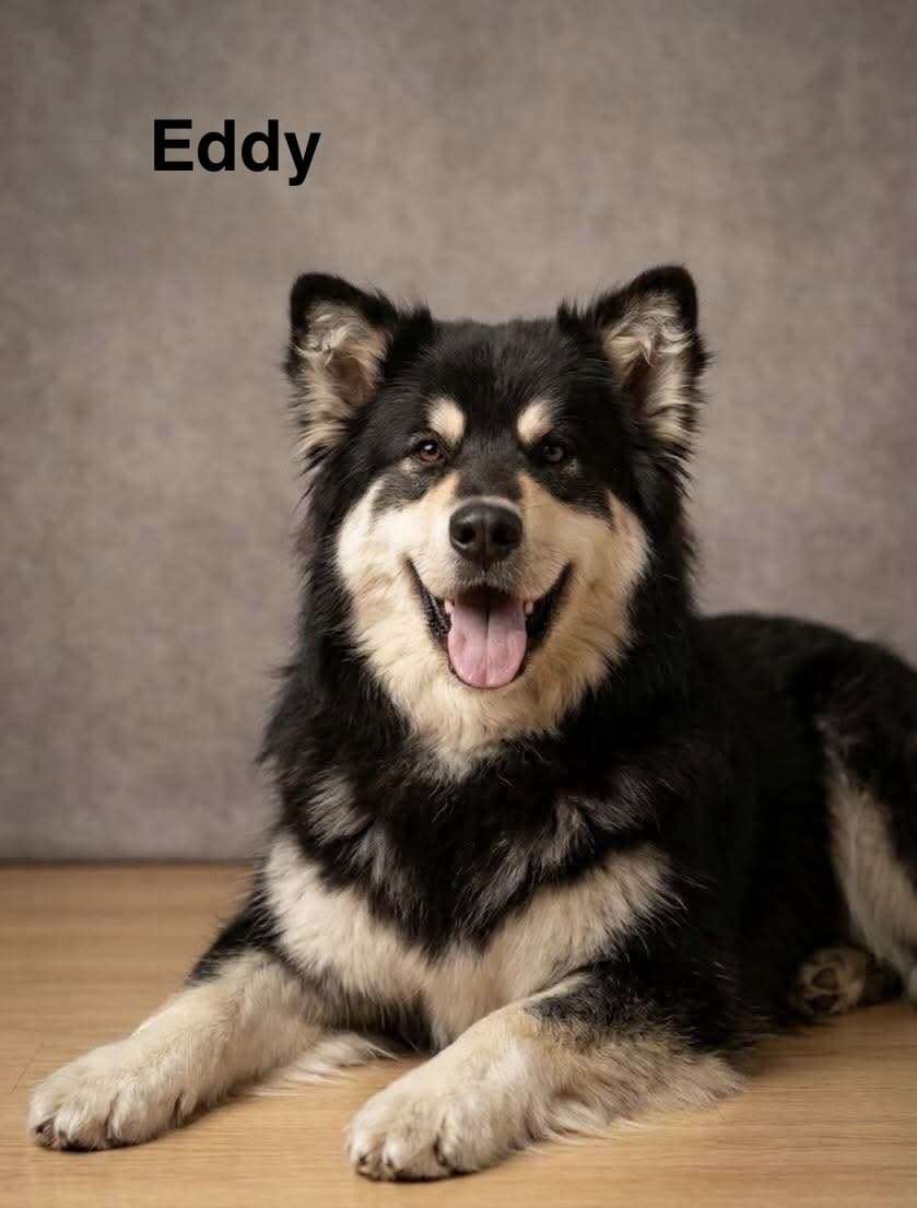 Eddy - Malamute/Shepherd available for adoption in Calgary
