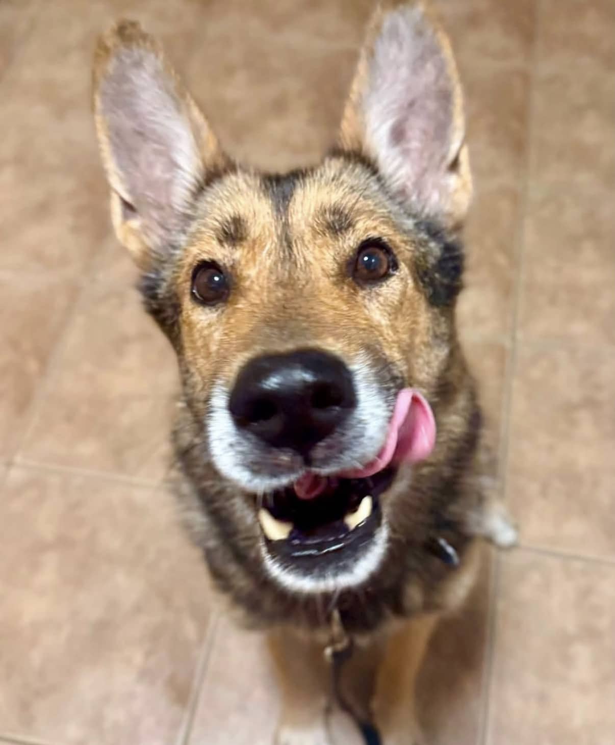 Roxanne - German Shepherd mix available for adoption