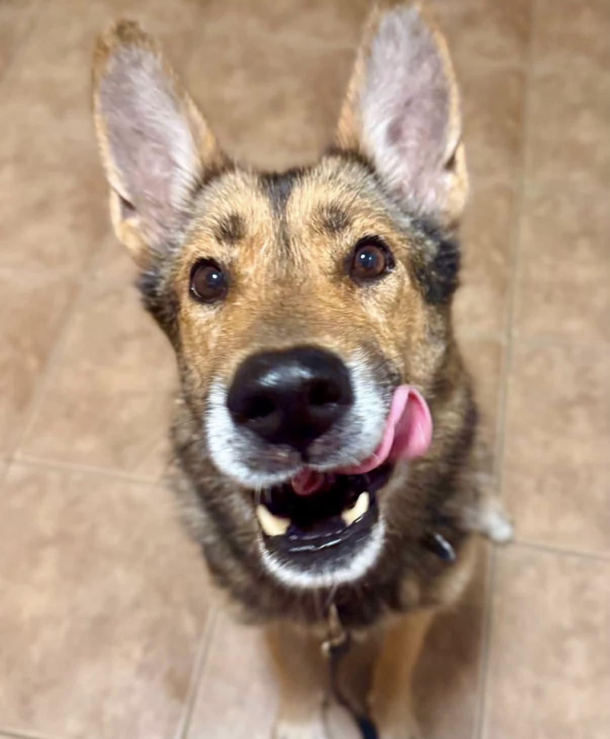 Roxanne - German Shepherd mix available for adoption in Calgary