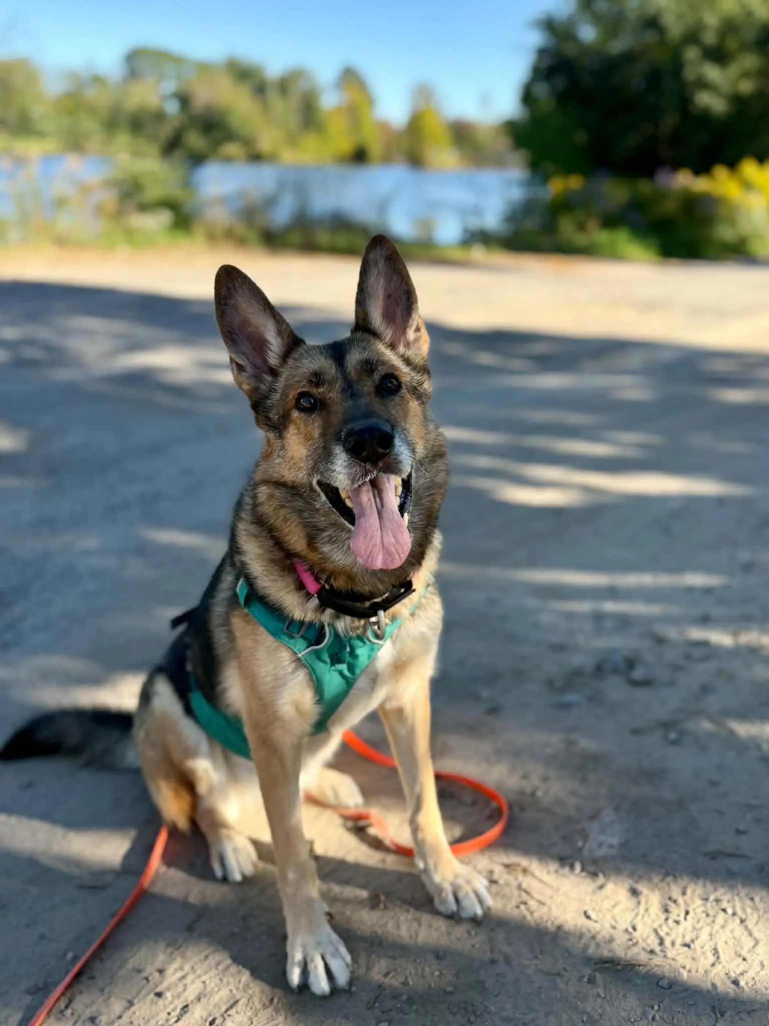 Roxanne - German Shepherd/husky mix available for adoption in Calgary