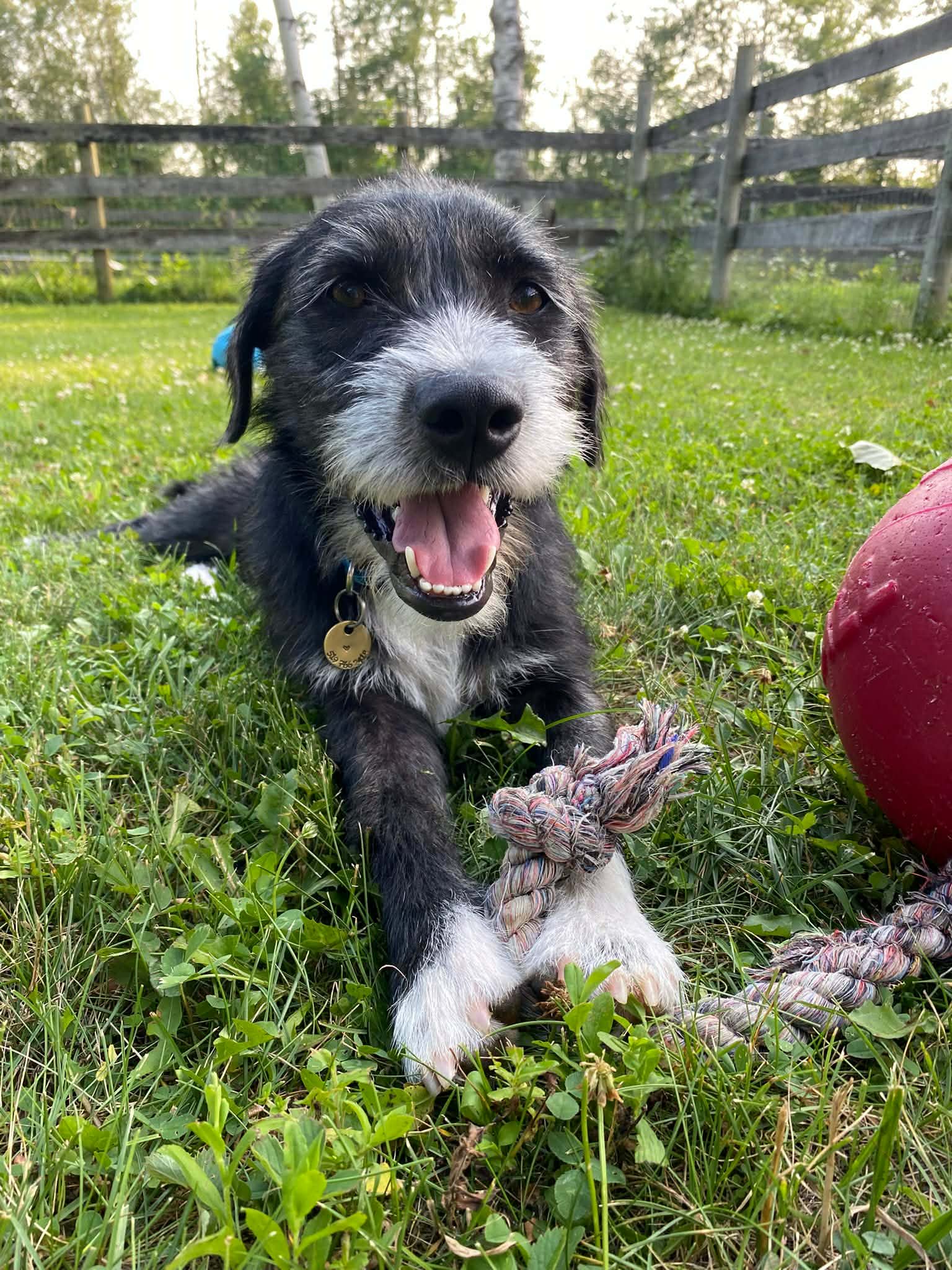 Marco - Terrier X available for adoption