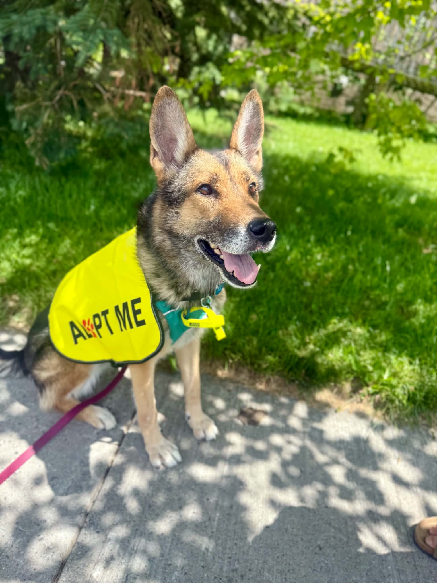 Roxanne - German Shepherd mix available for adoption in Ontario