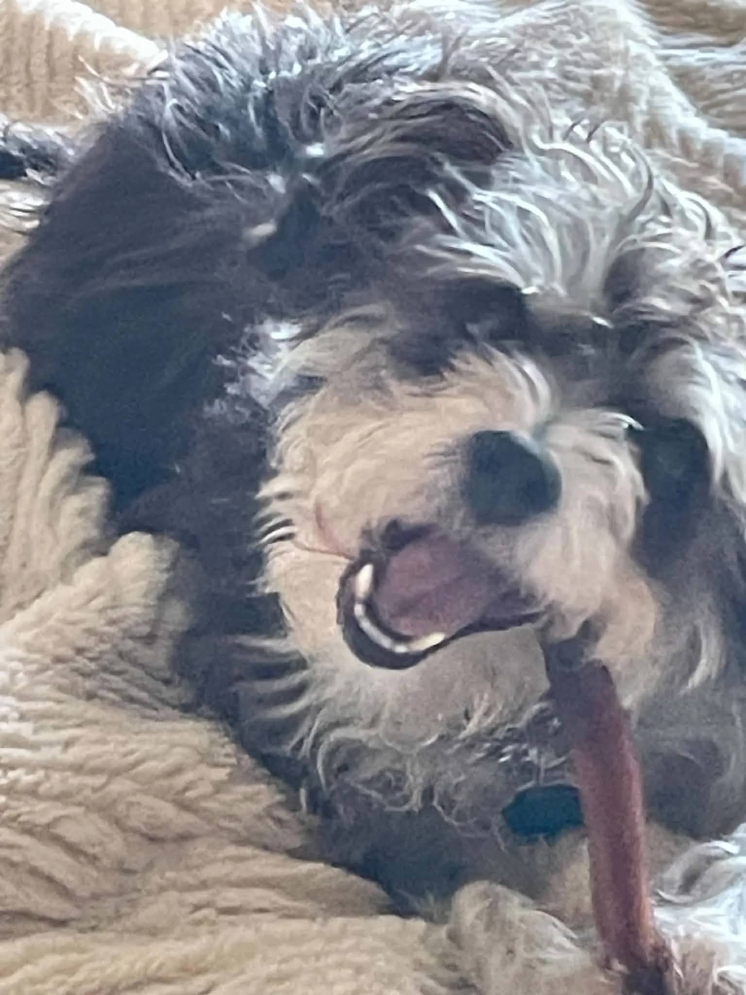 Fergi - chihuahua/shihtzu X available for adoption in Ontario