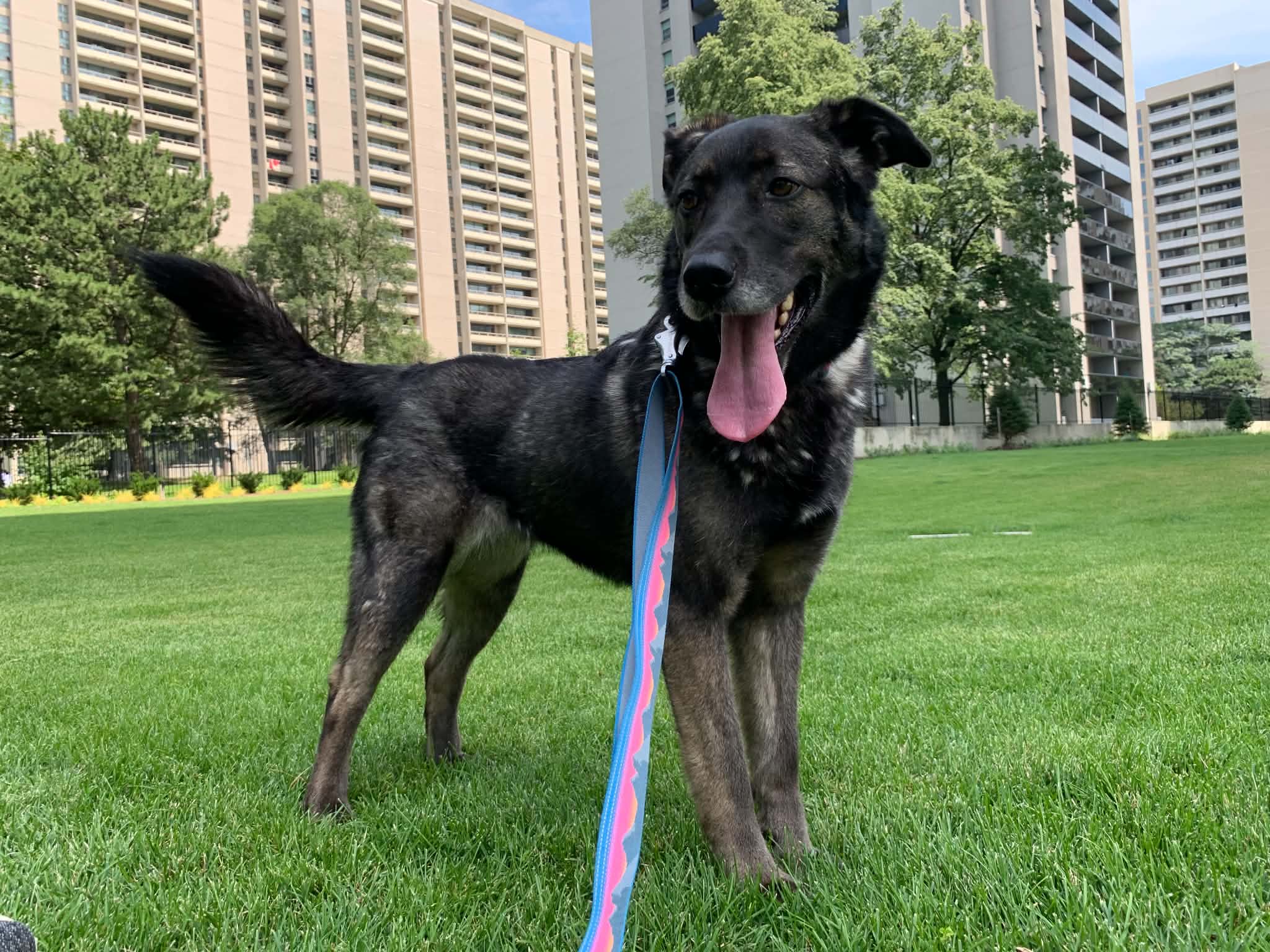 Pepper - Shepherd/husky X available for adoption in Ontario