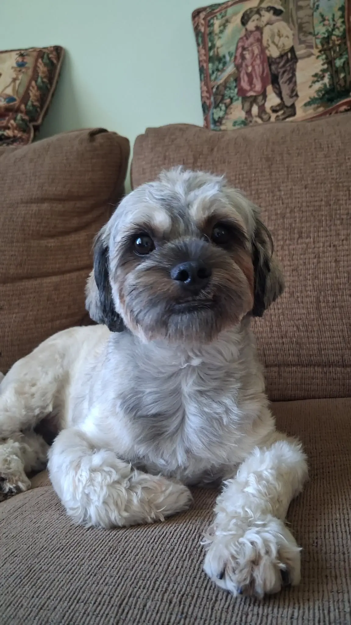 Oscar - Maltese X available for adoption in Ontario