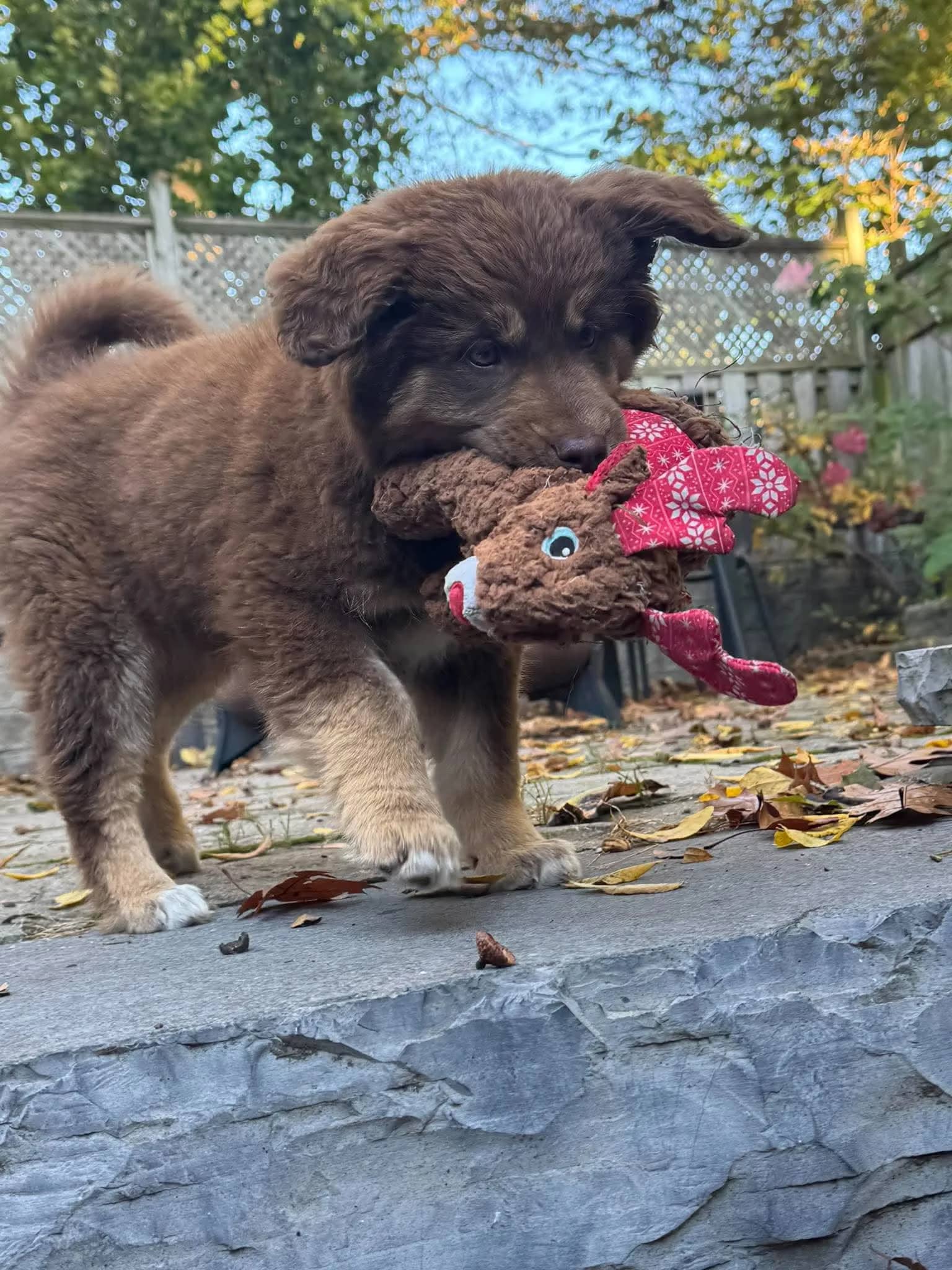 Harper - Shepherd/Husky Mix available for adoption in Ontario