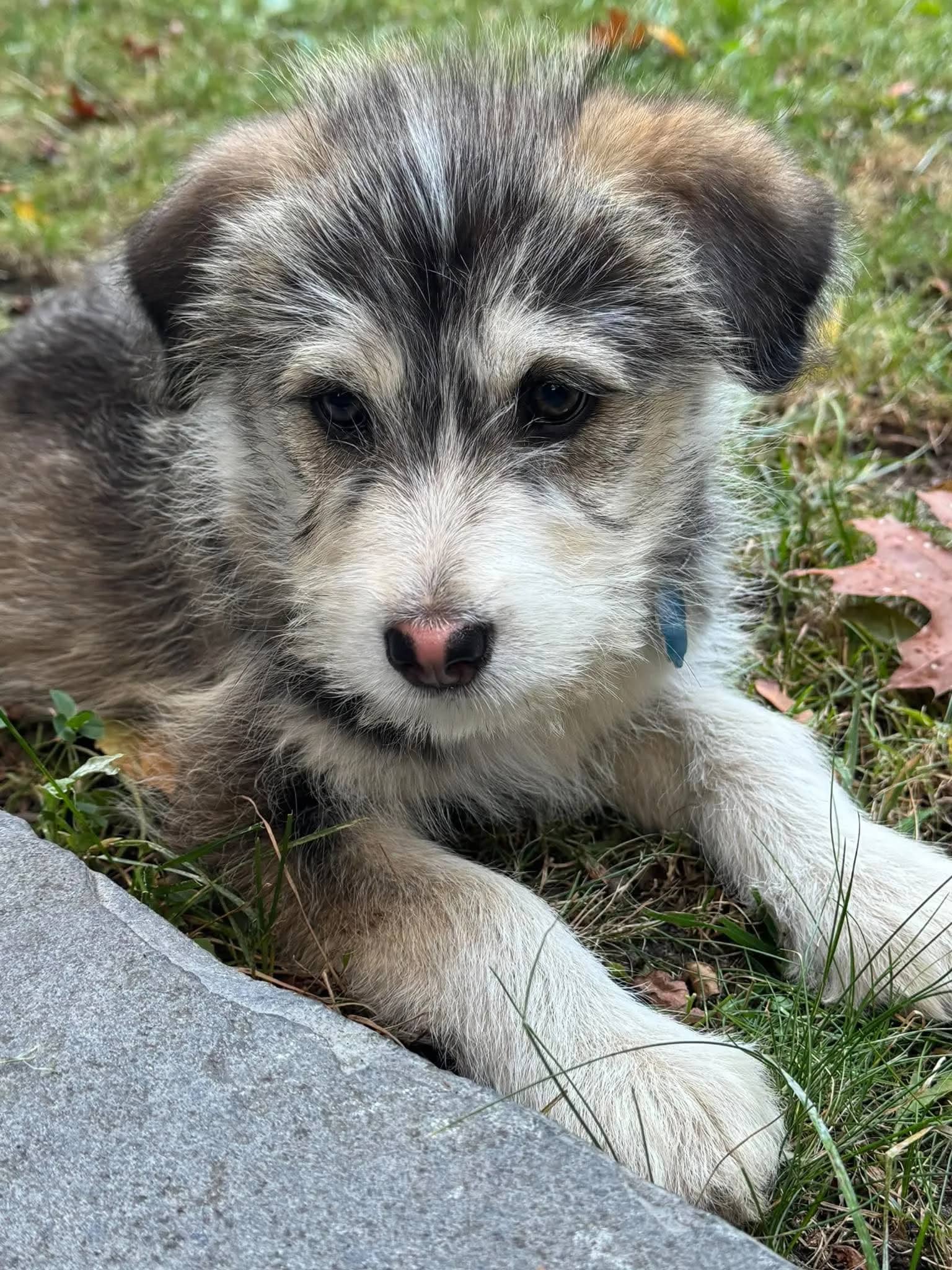 Muffin - Husky/Terrier Mix available for adoption in Ontario