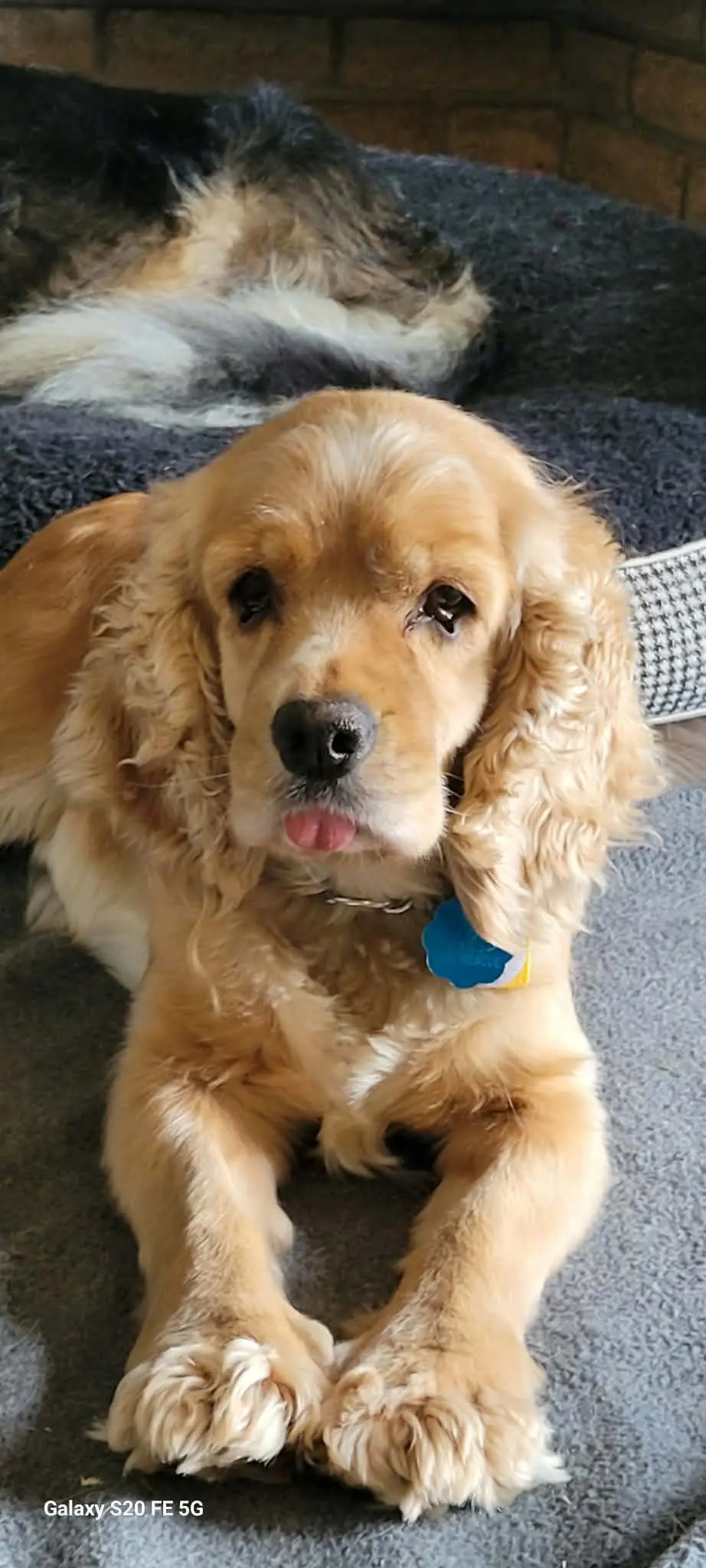 Maple - Cocker Spaniel available for adoption in Ontario