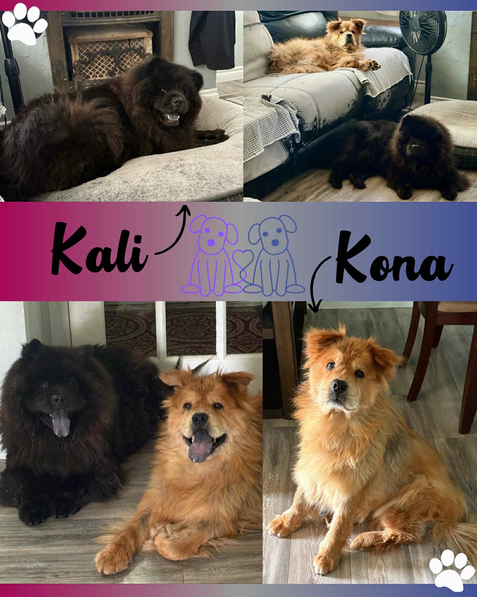Kali & Kona - Chow Chow available for adoption at Hope Lives Here Animal Rescue in Calgary