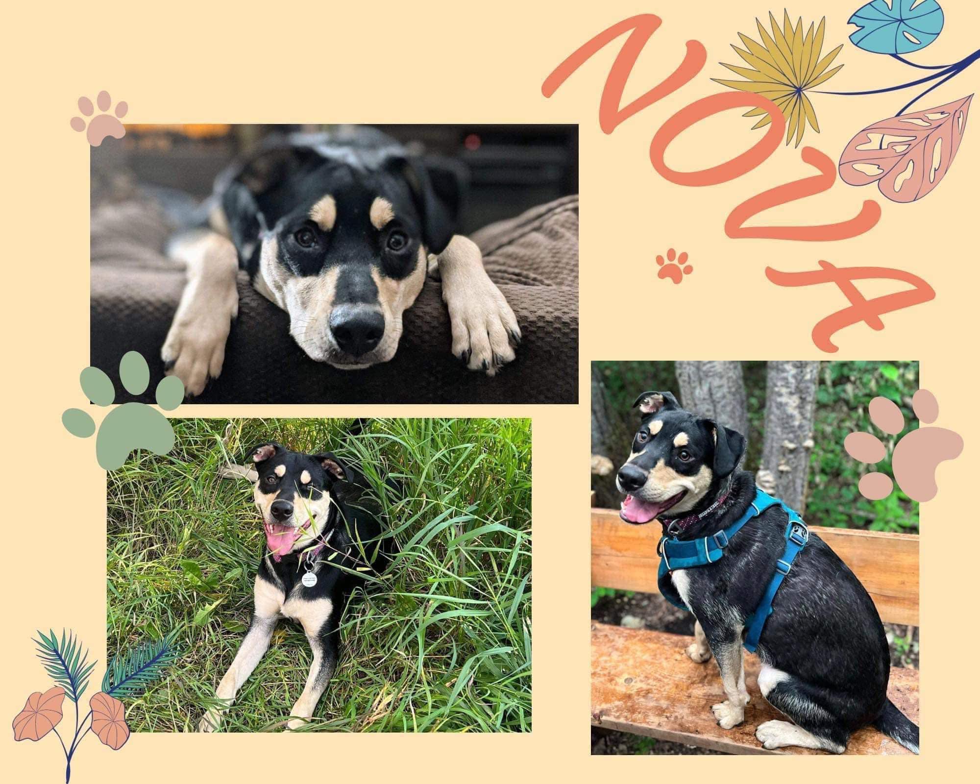 Nova - Mixed available for adoption in Calgary