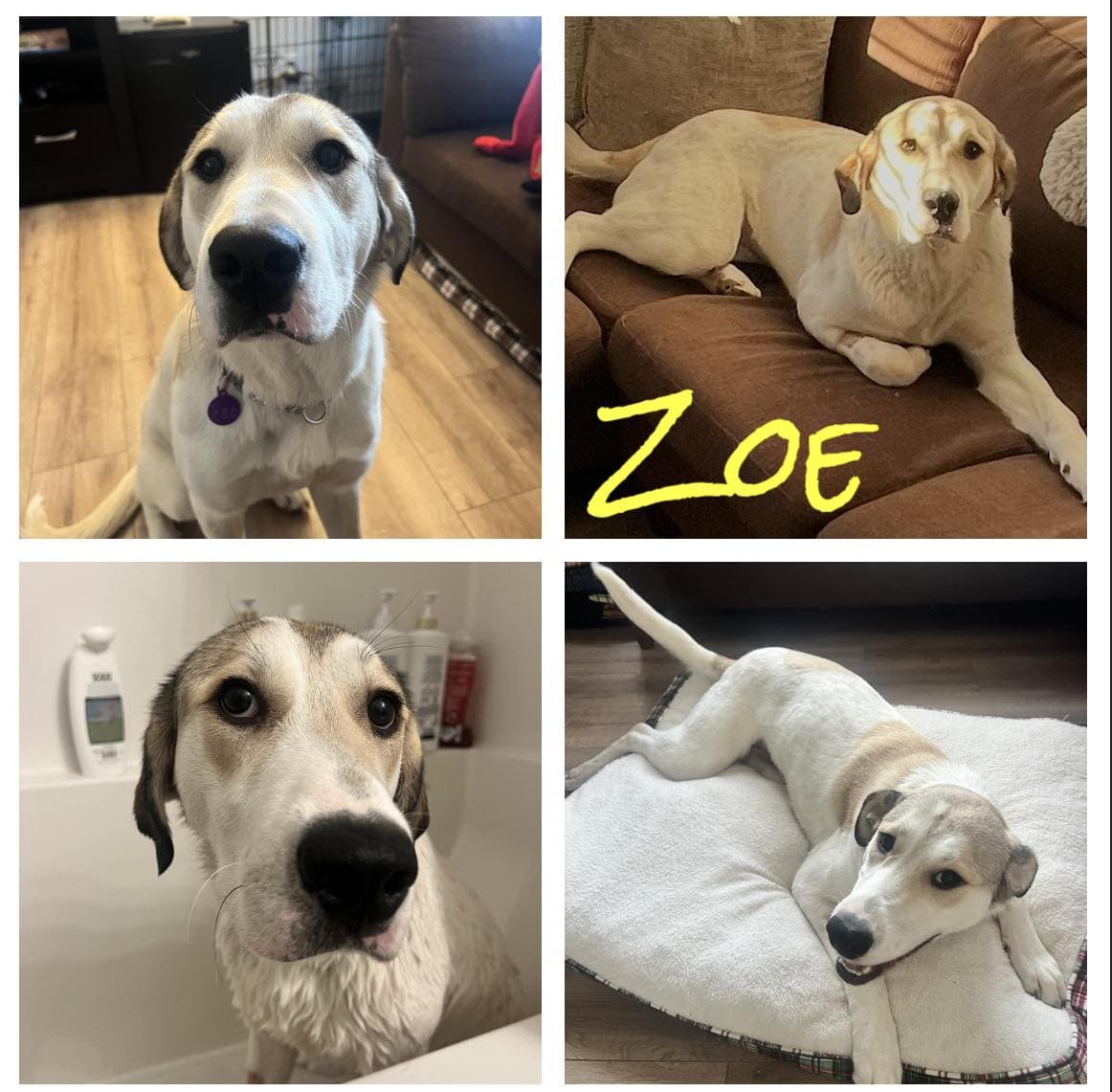 Zoe - Mixed available for adoption at Hope Lives Here Animal Rescue in Calgary