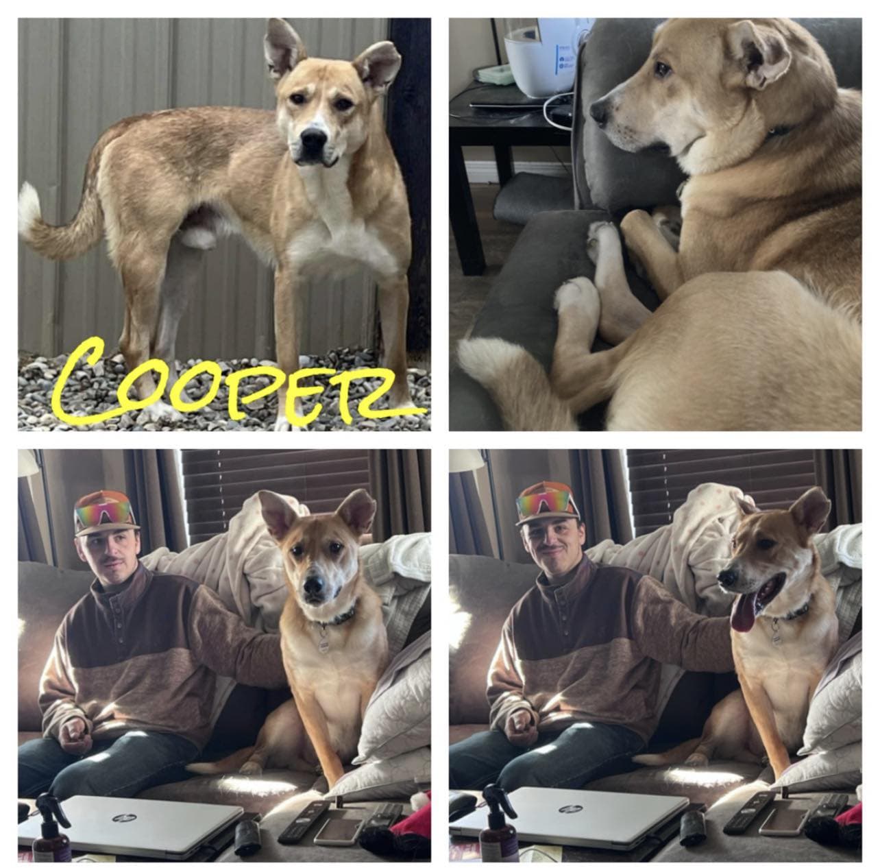 Cooper - Shepherd Mix available for adoption in Calgary