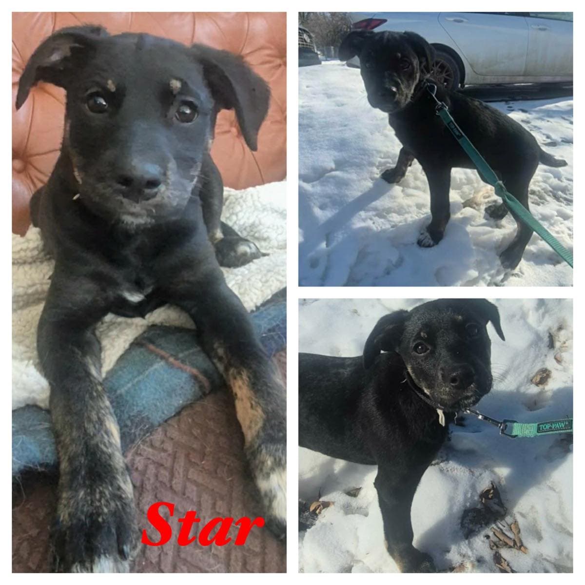 Star - Mixed available for adoption at Hope Lives Here Animal Rescue in Calgary