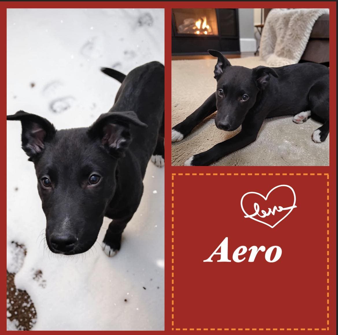 Aero - mixed available for adoption in Calgary