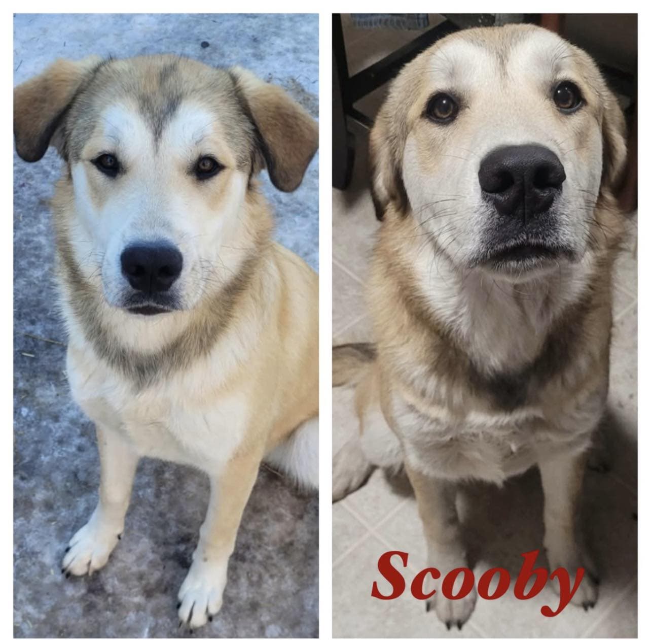 Scooby - Great Pyrenees/Doberman X Bordercollie/Lab available for adoption in Calgary
