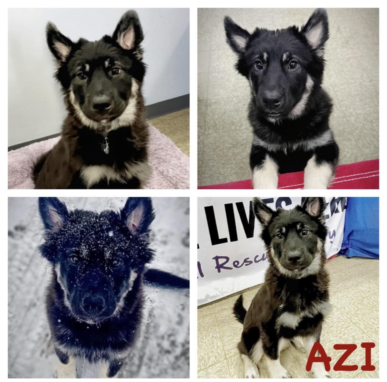 Azi - Husky cross? available for adoption in Calgary