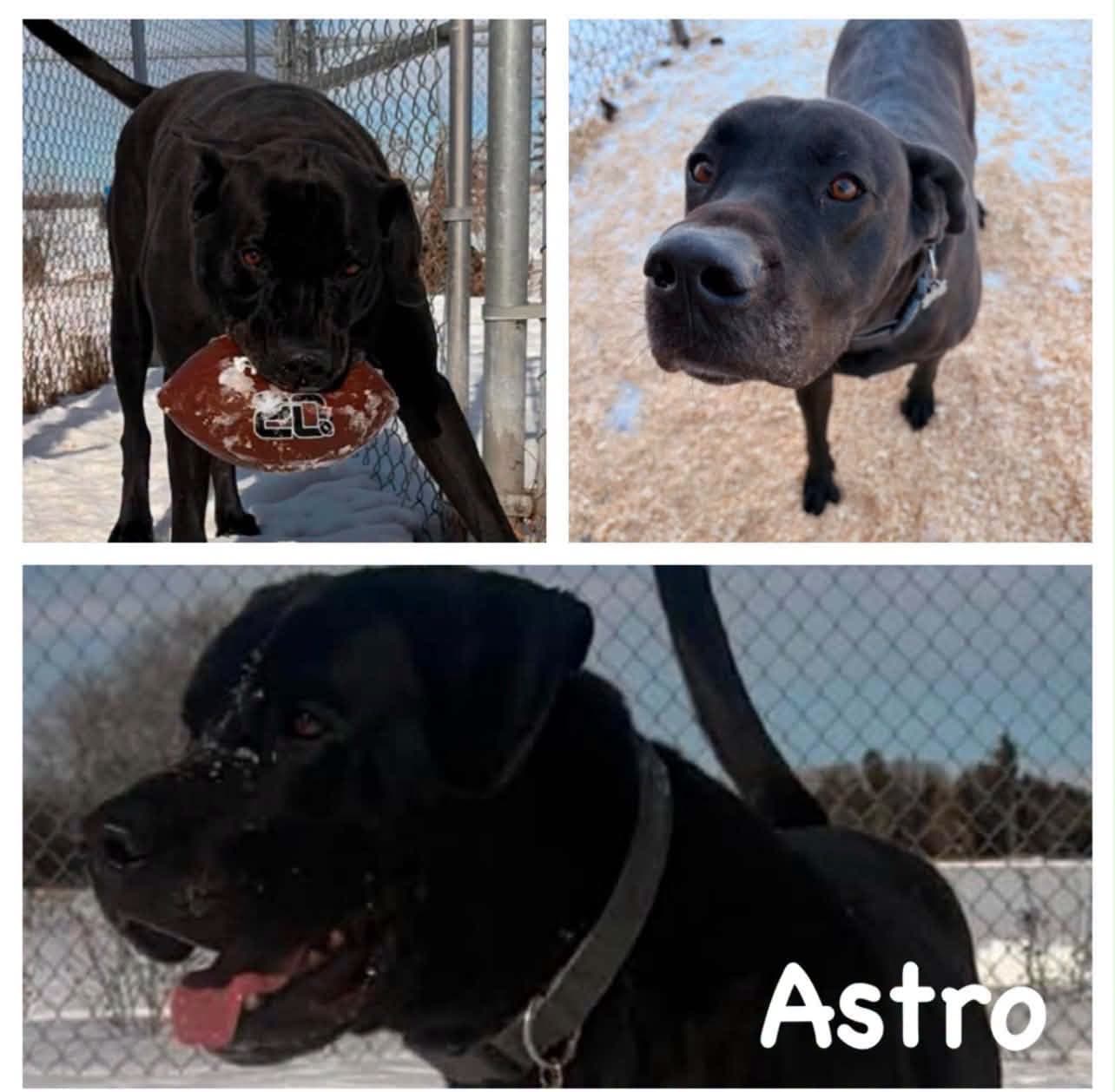 Astro - Dane / Lab available for adoption in Calgary