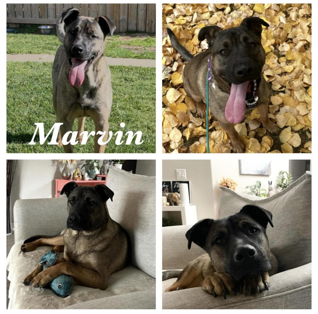 Marvin - Shepherd mix available for adoption in Calgary